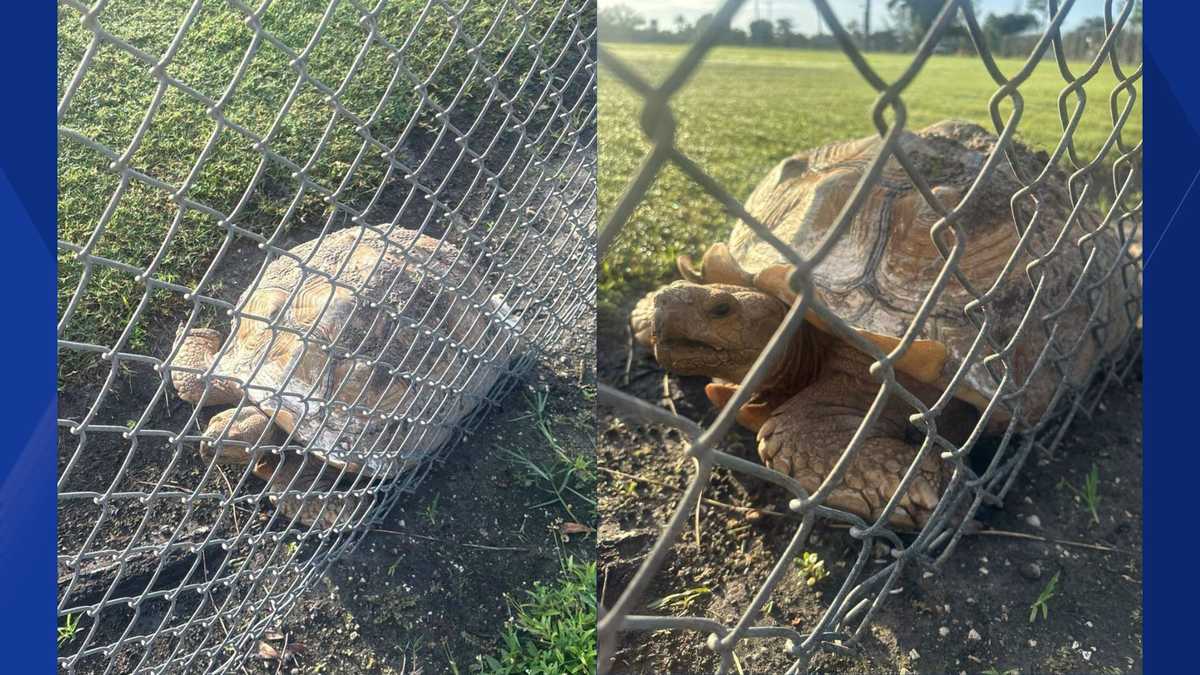 African spurred tortoise spotted in Cape Coral