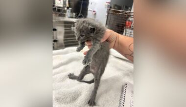 Deputies hear cries underground, rescue 2 kittens buried alive in Hobe Sound
