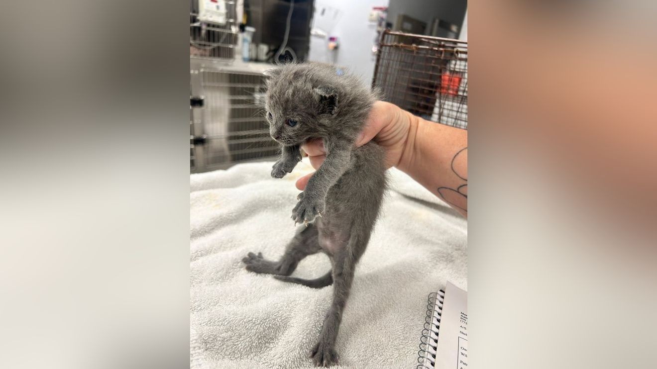 Deputies hear cries underground, rescue 2 kittens buried alive in Hobe Sound