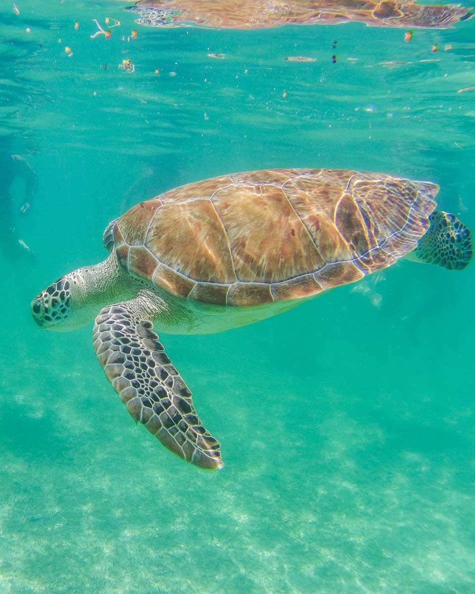 A-large-sea-turtle-swims-while-snorkeling-at Lauderdale by the Beach near Fort Lauderdale, Florida