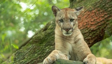 A Florida panther rests on a fallen tree trunk, facing forward with its front paws extended over the wood, surrounded by lush green foliage.