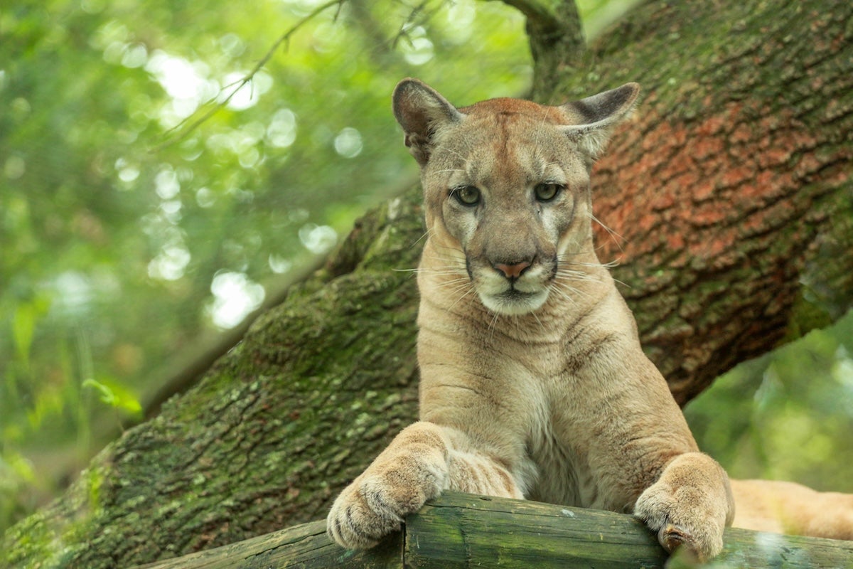 A Florida panther rests on a fallen tree trunk, facing forward with its front paws extended over the wood, surrounded by lush green foliage.