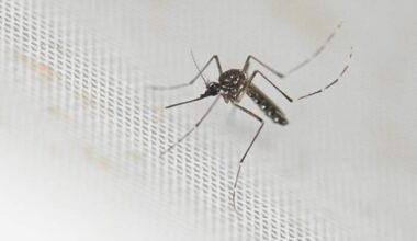 ‘They’re deadly’: Orange County residents avoid going out without repellent as county sprays for mosquitoes