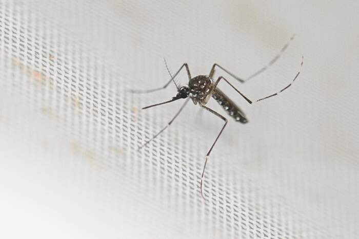 ‘They’re deadly’: Orange County residents avoid going out without repellent as county sprays for mosquitoes