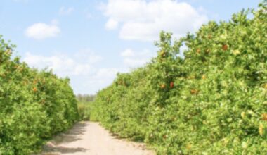 Citrus Industry Points to Winter Freezes for Forecast Drop – Tallahassee Reports