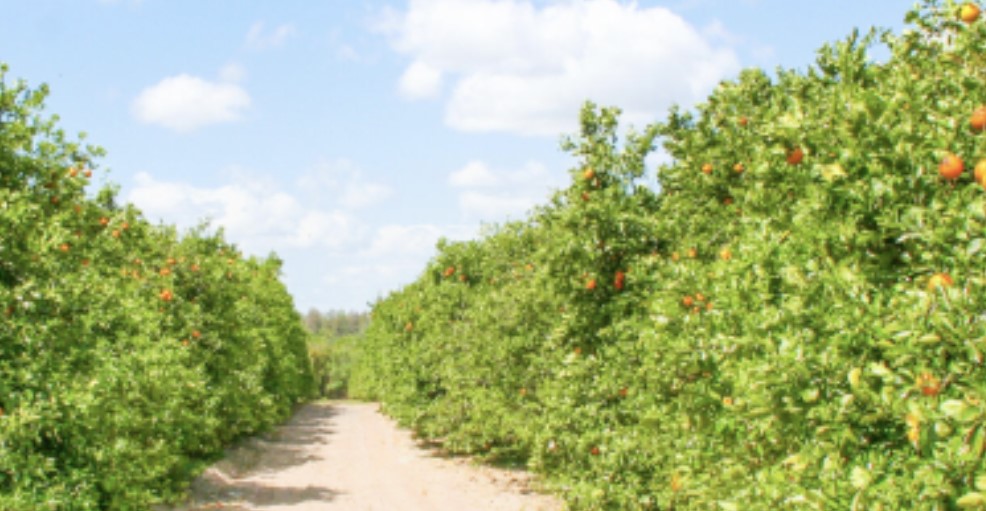 Citrus Industry Points to Winter Freezes for Forecast Drop – Tallahassee Reports