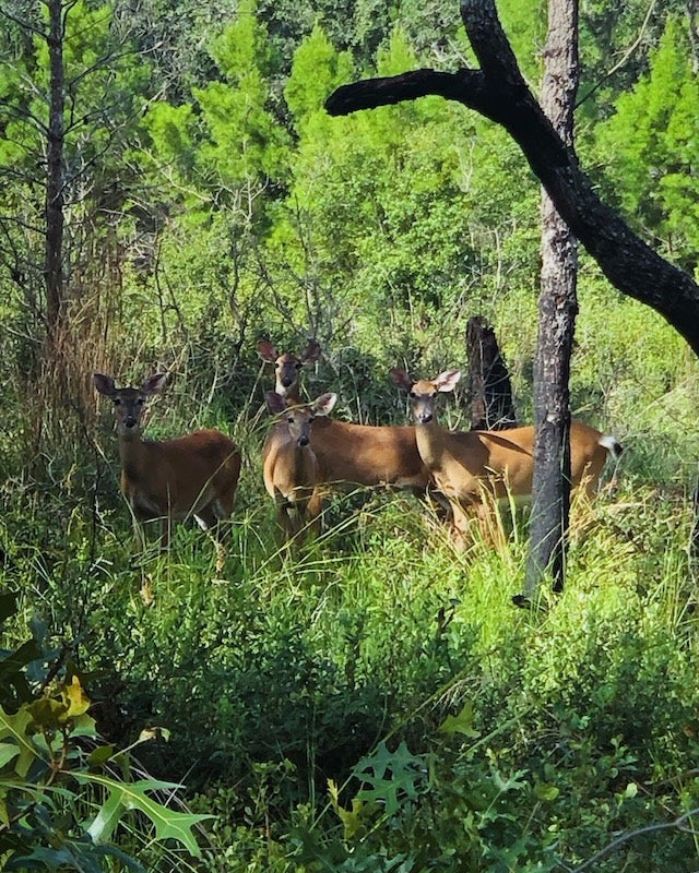 Four white-tailed deer stand among tall grasses and trees in a wooded clearing.