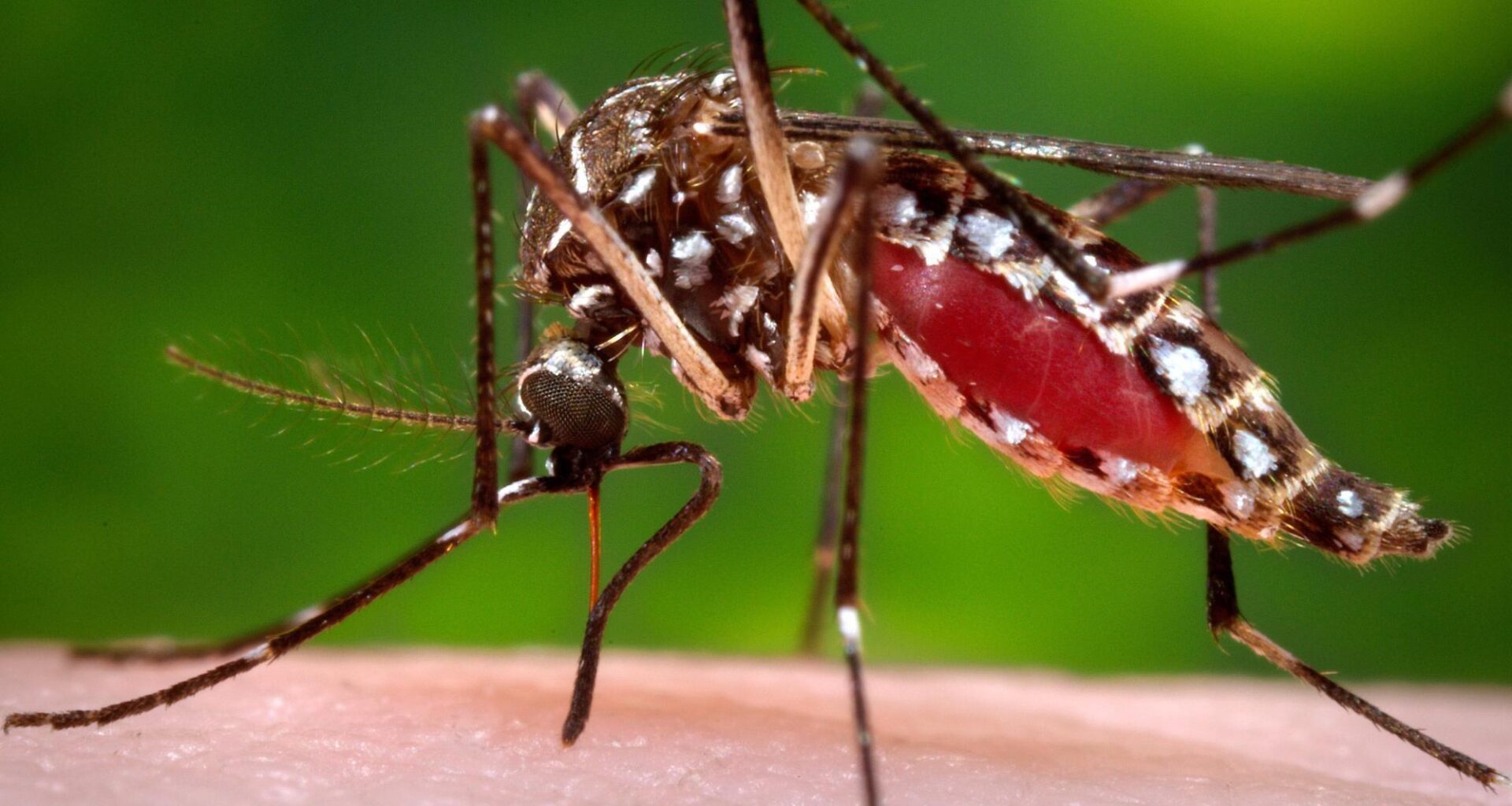 Florida’s dengue outbreak is now the largest in the continental US in decades
