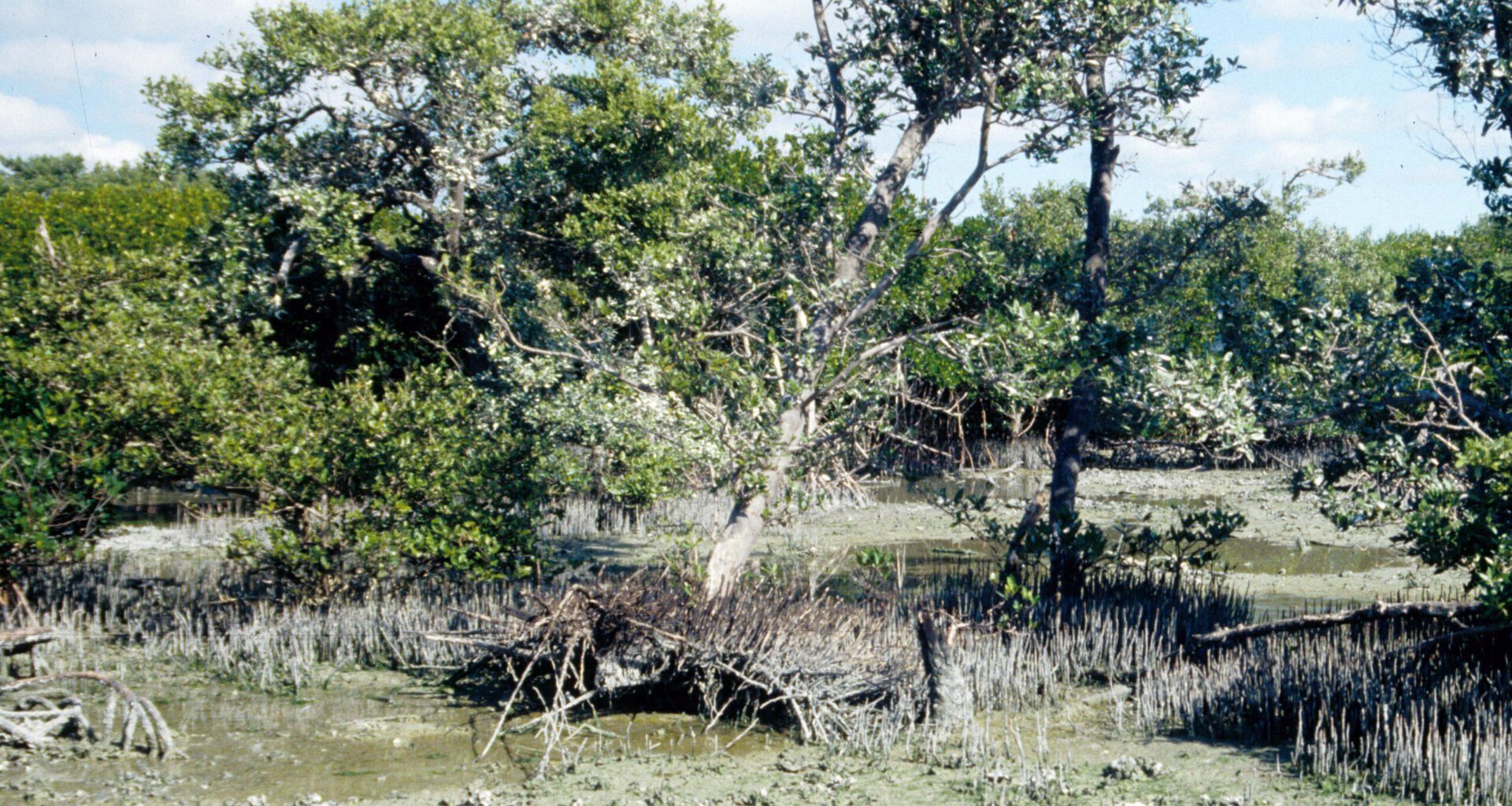 Treasure Island wants to keep Elnor Island wild