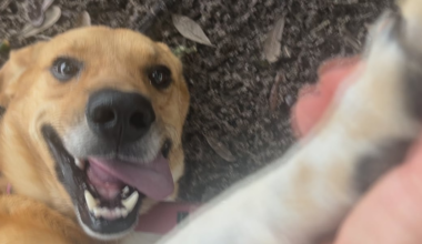 Furry Friday: High fives to everyone who adopts a shelter pup!