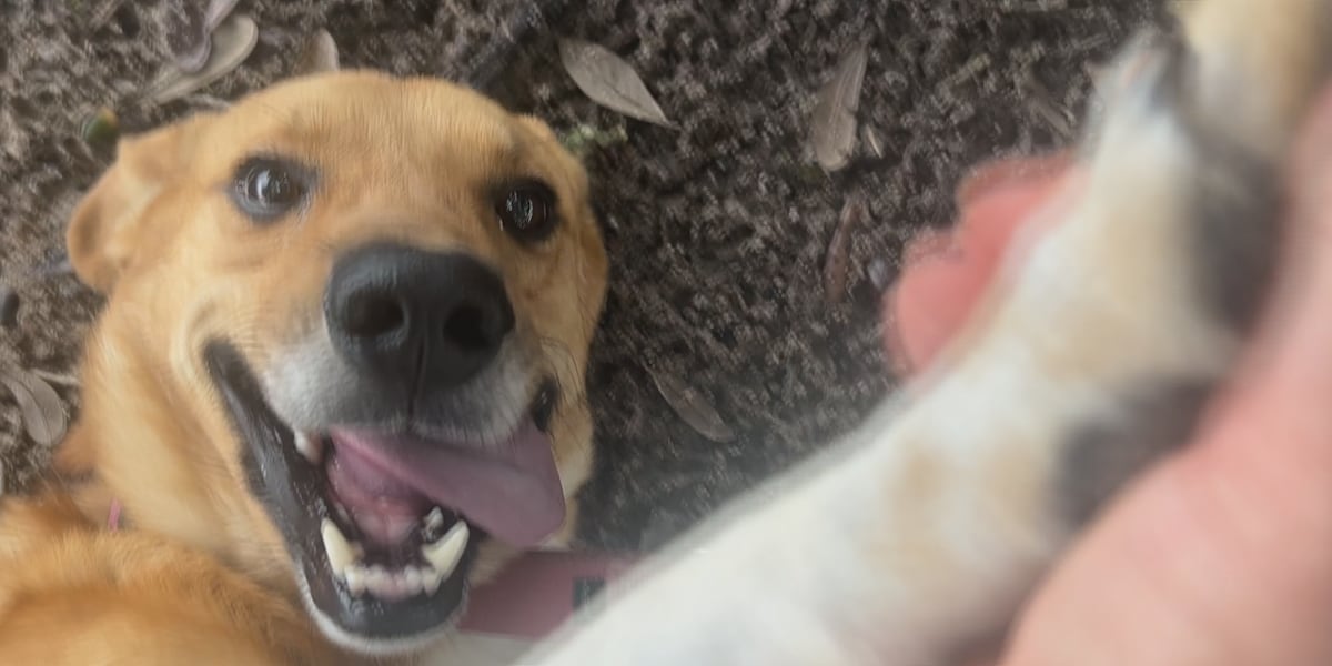 Furry Friday: High fives to everyone who adopts a shelter pup!