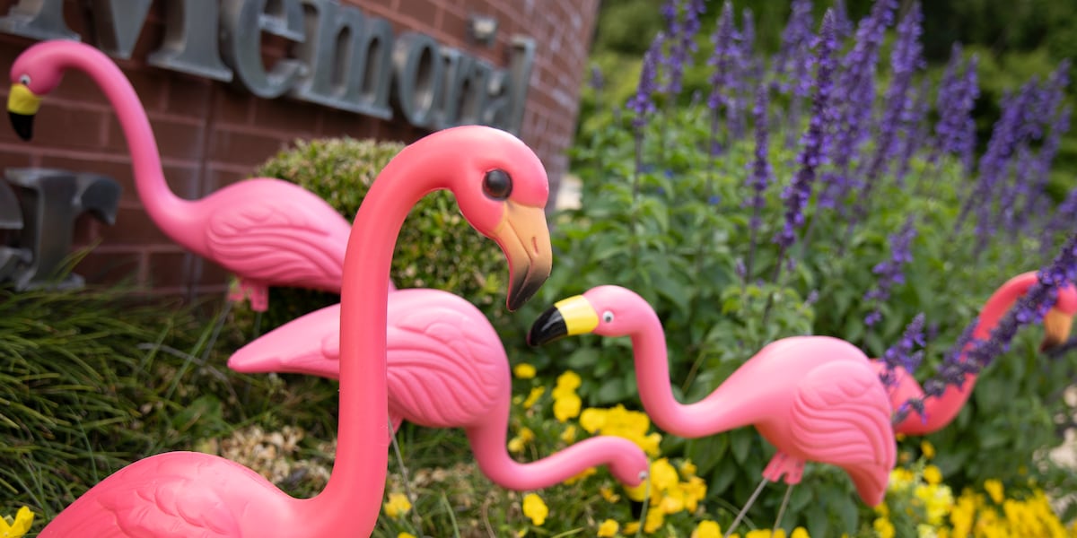 TMH Flamingo Challenge returns to help raise money for local breast cancer patients in Tallahassee