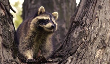 Rabies alert issued for Orange Park after confirmed raccoon case