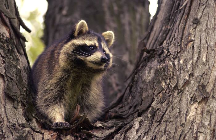 Rabies alert issued for Orange Park after confirmed raccoon case