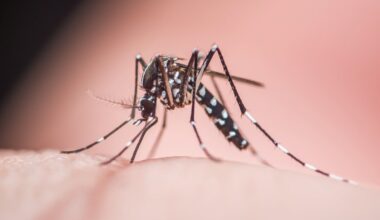Dengue fever case in Broward County – NBC 6 South Florida