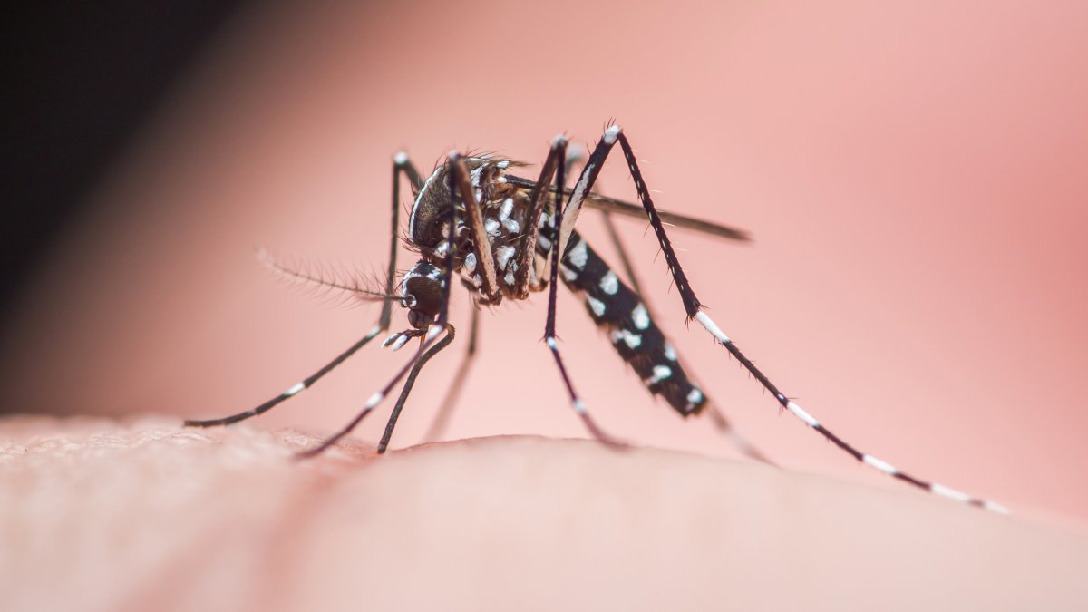 Dengue fever case in Broward County – NBC 6 South Florida