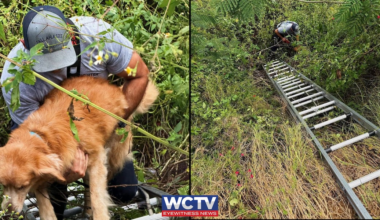 Tallahassee firefighters rescue golden retriever from ditch