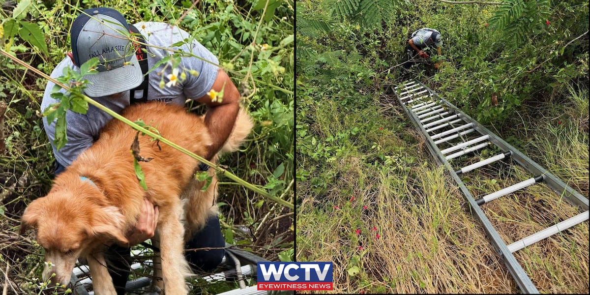 Tallahassee firefighters rescue golden retriever from ditch