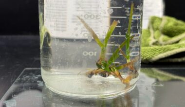 FWC research shapes seagrass restoration in Tampa Bay