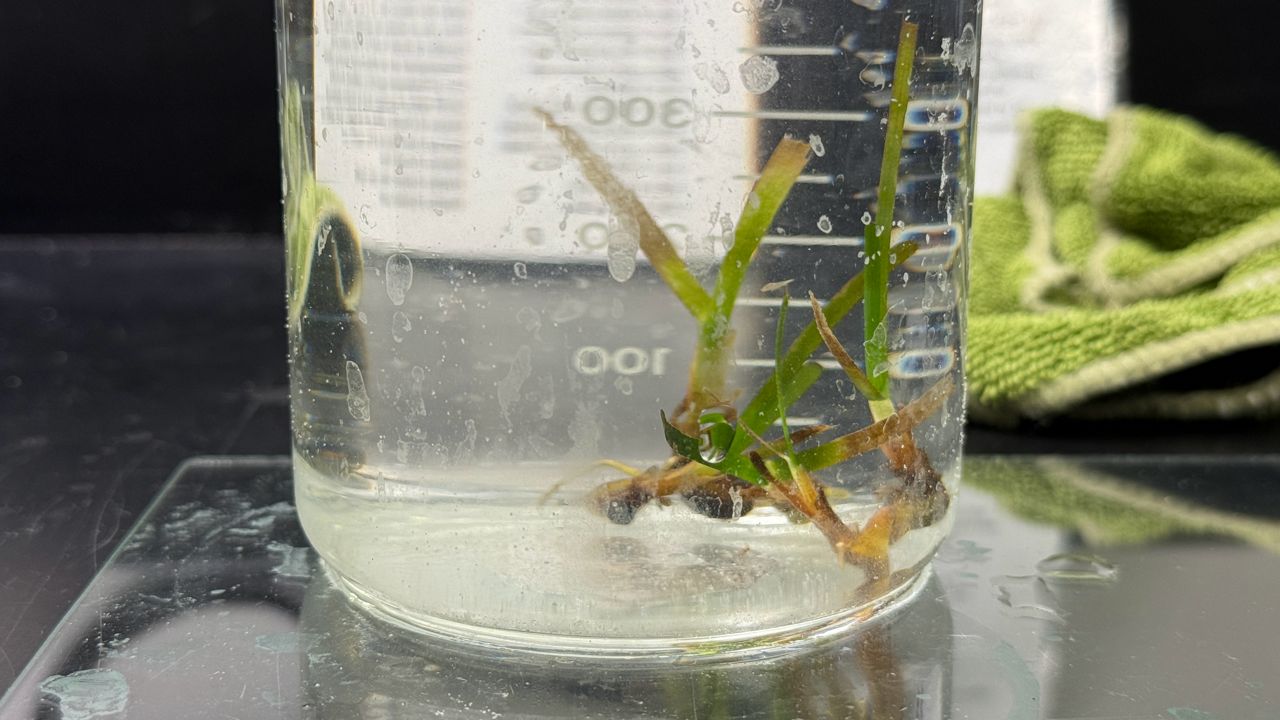 FWC research shapes seagrass restoration in Tampa Bay