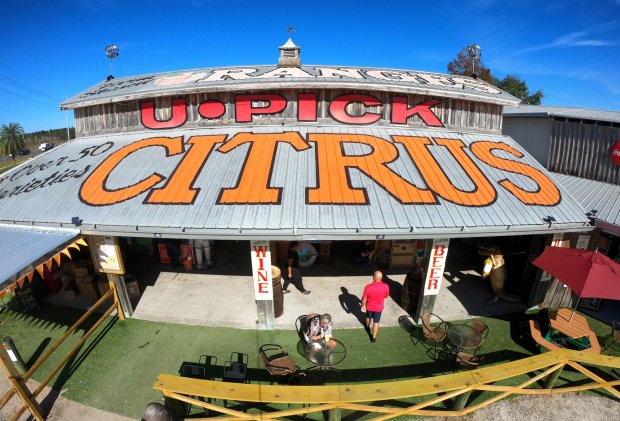 Showcase of Citrus is a Clermont attraction with Florida fruits and gifts, plus Halloween-themed festivities. (Joe Burbank/Orlando Sentinel)