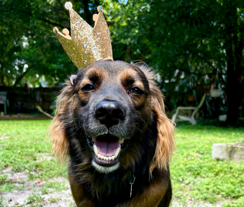 A close-up outdoor portrait showing Jet. Captured in a direct head-on shot in a grassy yard, Jet—a dark brown and tan medium-sized dog with long, wavy golden-tan fur fringing his ears—looks straight at the camera with an open-mouthed, happy expression while wearing a glittery gold toy crown perched tilted on his head. Thick green foliage and trees fill the background under bright natural daylighting.