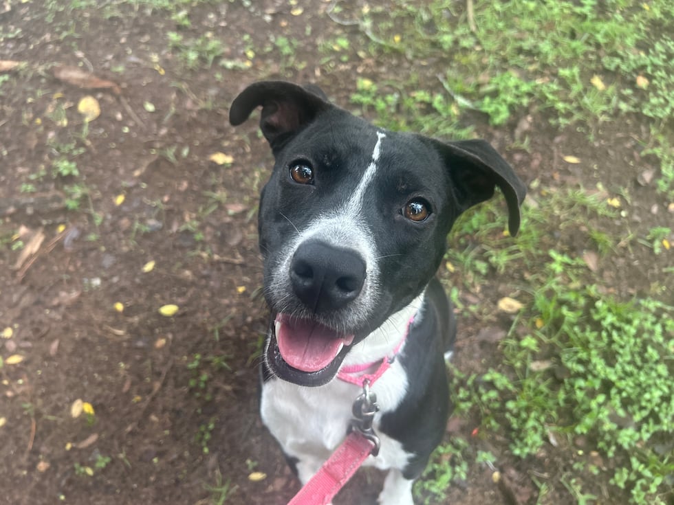 Don’t let Dahlia’s regal demeanor fool you - she is always ready to play!