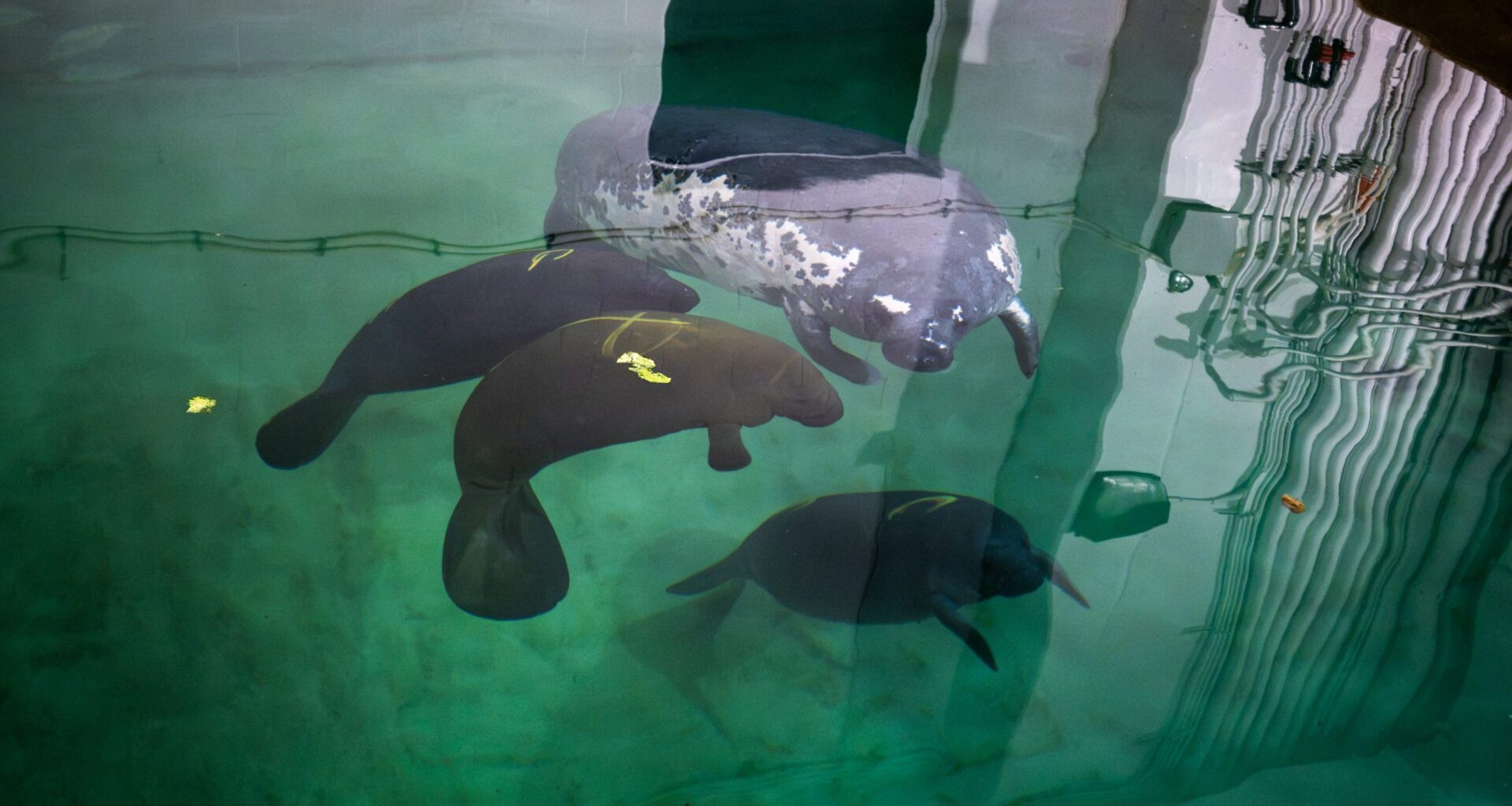 Columbus Zoo welcomes 3 new manatees from SeaWorld Orlando