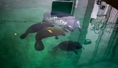 Columbus Zoo welcomes 3 new manatees from SeaWorld Orlando
