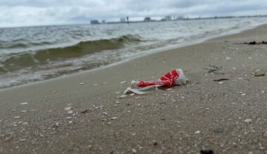USF PhD candidate works to see how microplastics are impacting marine organisms.