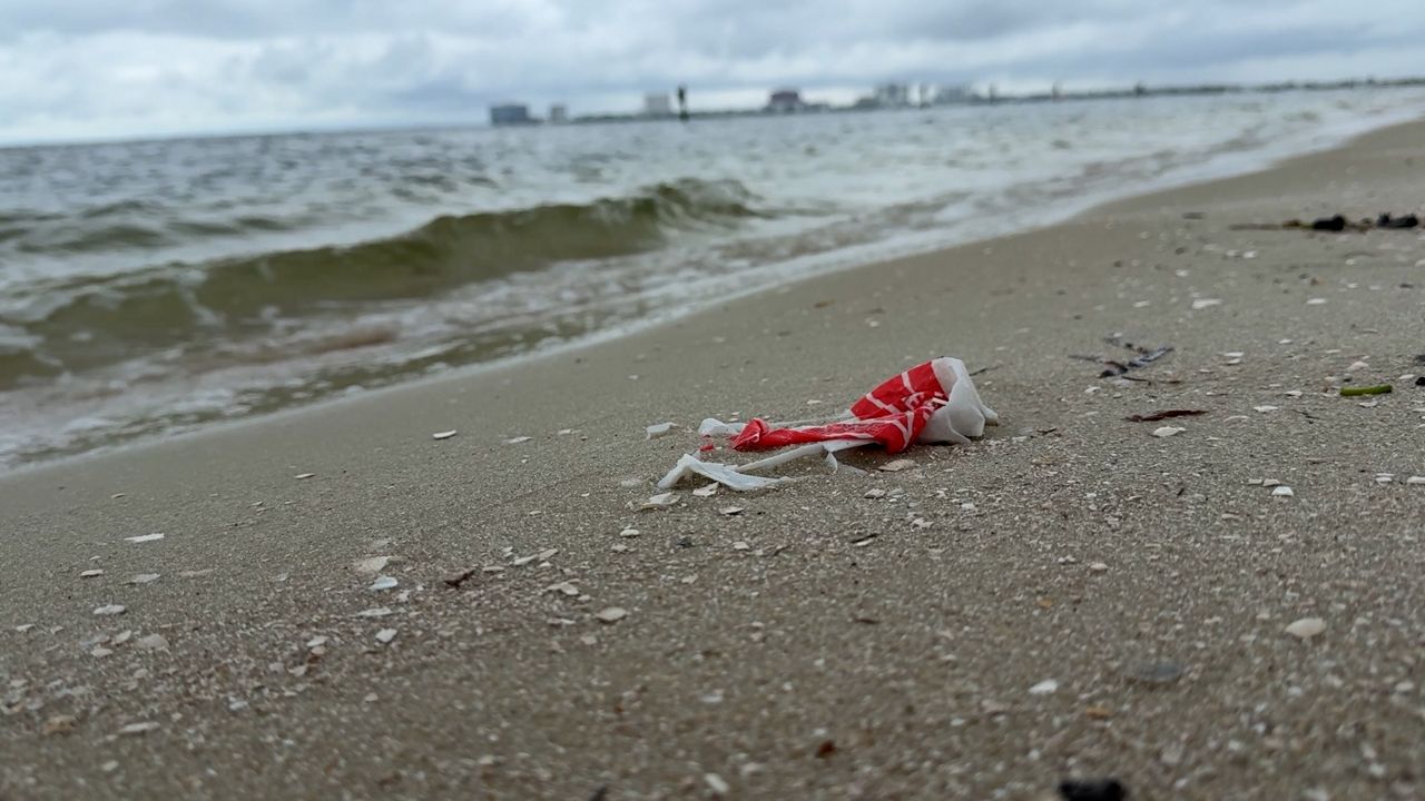 USF PhD candidate works to see how microplastics are impacting marine organisms.