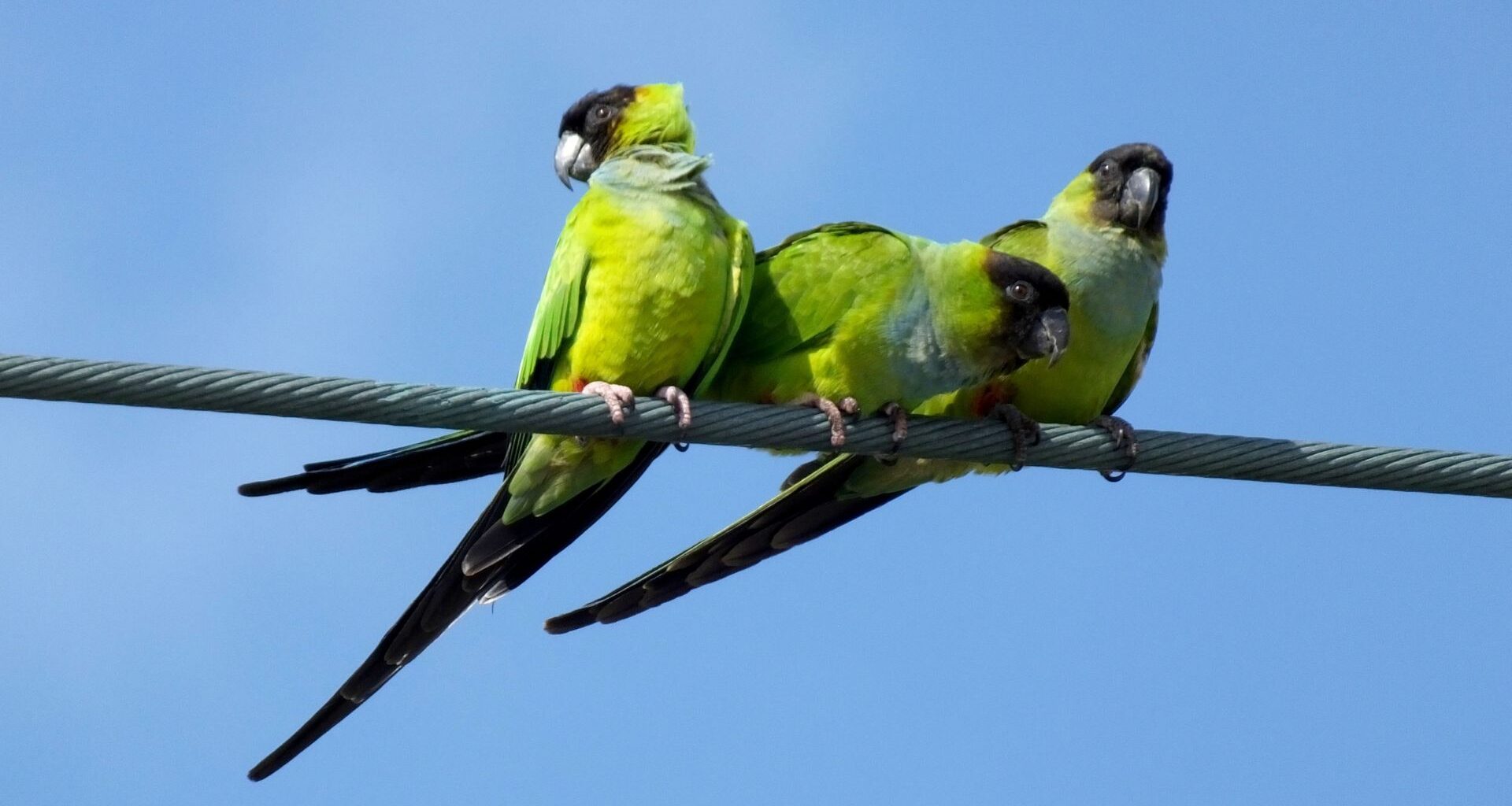 Hearing more squawks? Nanday parakeets seem to be everywhere