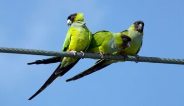 Hearing more squawks? Nanday parakeets seem to be everywhere
