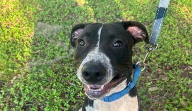 Furry Friday: These dogs are all smiles at the thought of a fur-ever family of their own!