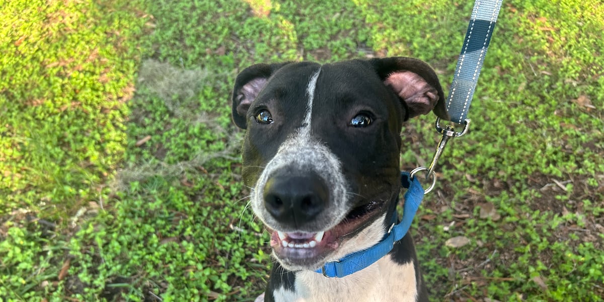 Furry Friday: These dogs are all smiles at the thought of a fur-ever family of their own!