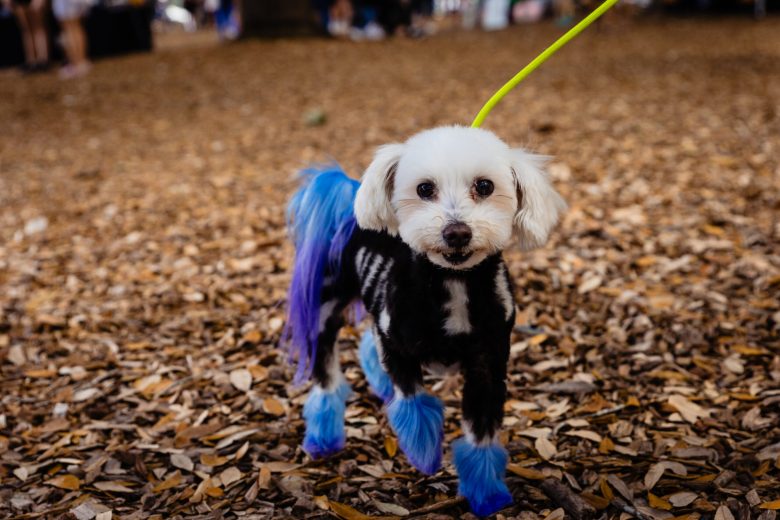 Barktoberfest
