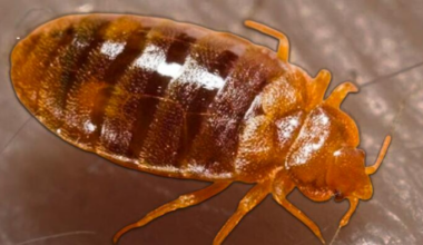 This may be Florida’s most bedbug-infested city, new report shows