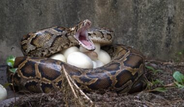 Adult female pythons cause the most trouble in Florida