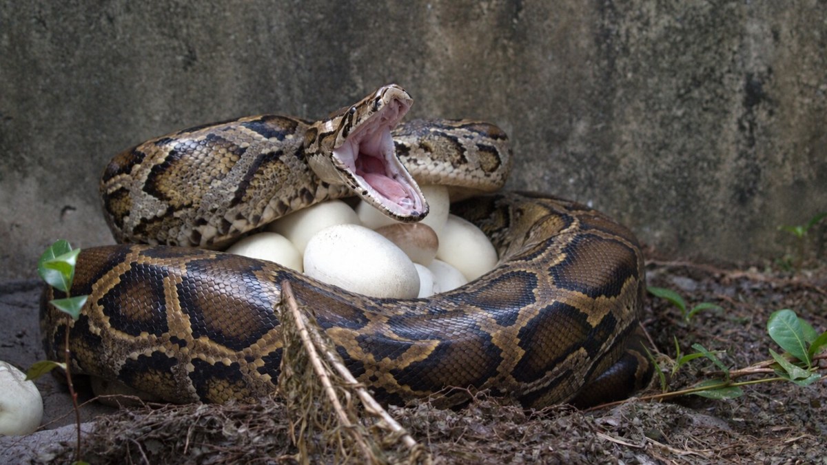 Adult female pythons cause the most trouble in Florida