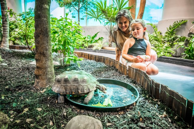 Earlier this year, Orlando Science Center opened "Life," a set of exhibits built around habitats including rainforests, and the seas. (Courtesy Roberto Gonzalez)