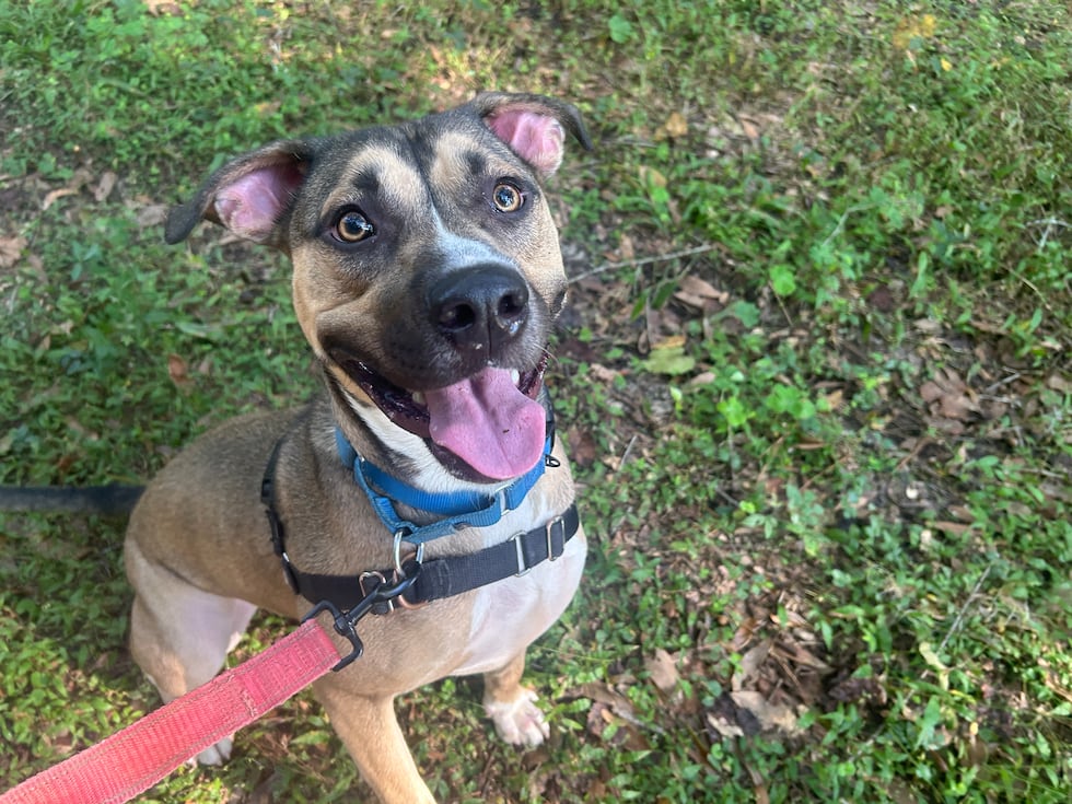 Boo would love to find a running buddy who makes running look as effortless and fun as he does!