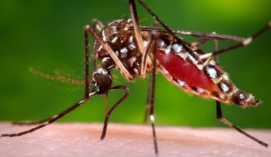 Mosquito research yields ‘unexpected discovery’ in Florida backyards