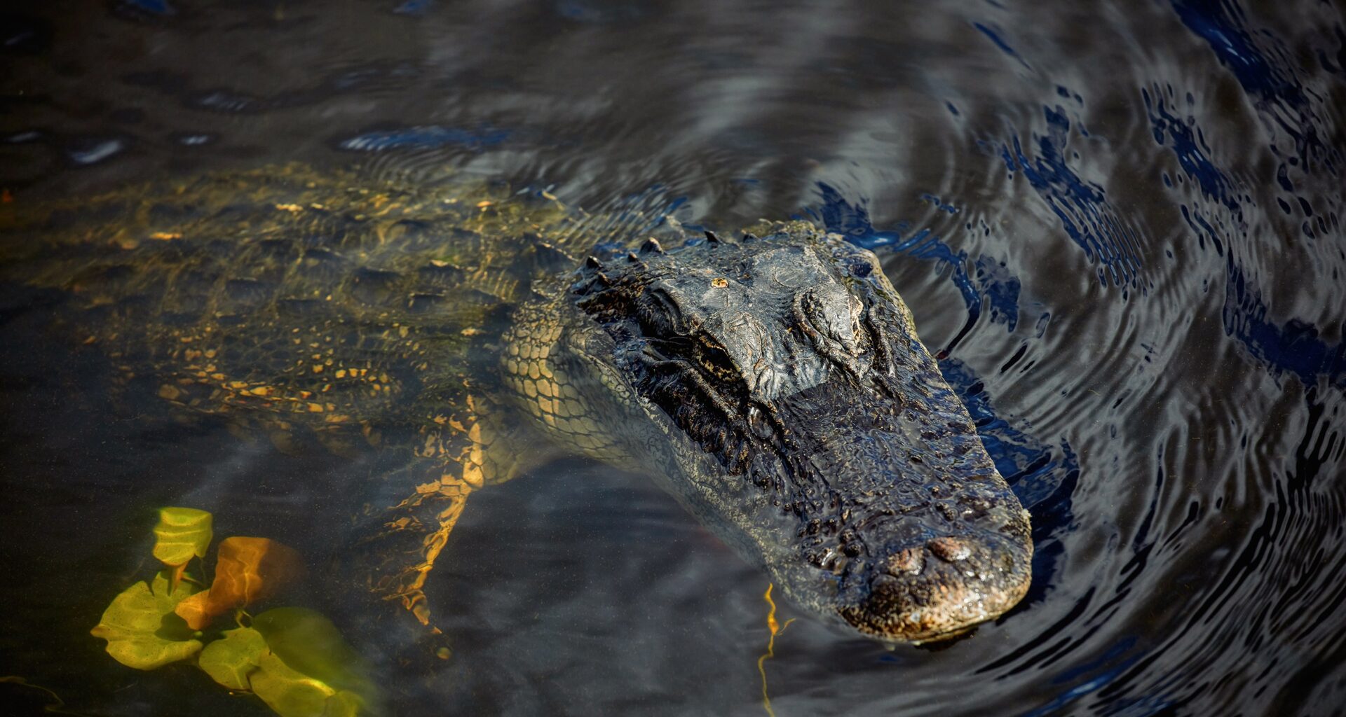 Winter Garden man killed in alligator attack while fishing at park