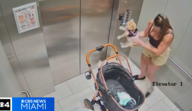 Abused foster dog beaten in Hialeah apartment complex