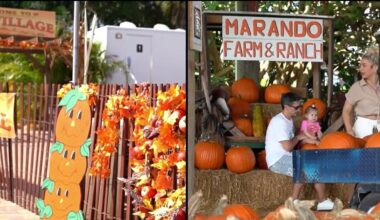 The Berry Farms pumpkin patch in Miami is among many to visit this fall – NBC 6 South Florida