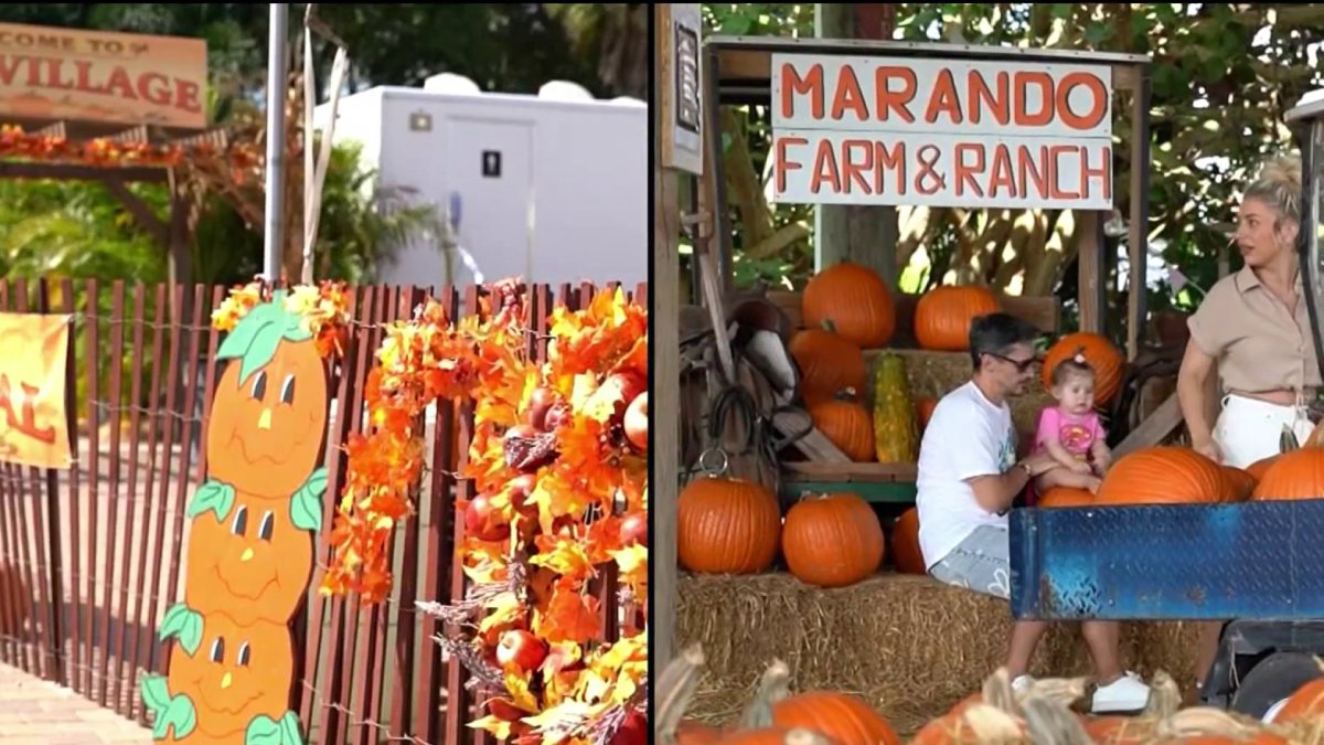 The Berry Farms pumpkin patch in Miami is among many to visit this fall – NBC 6 South Florida