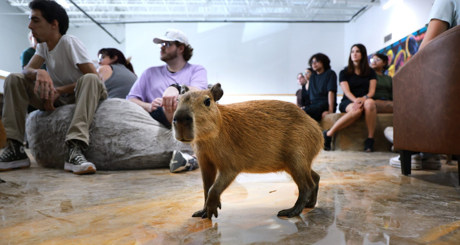 PETA demands Fort Lauderdale officials shut down petting zoo Capybara Café