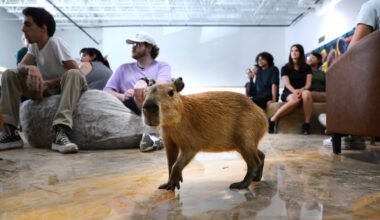 PETA demands Fort Lauderdale officials shut down petting zoo Capybara Café