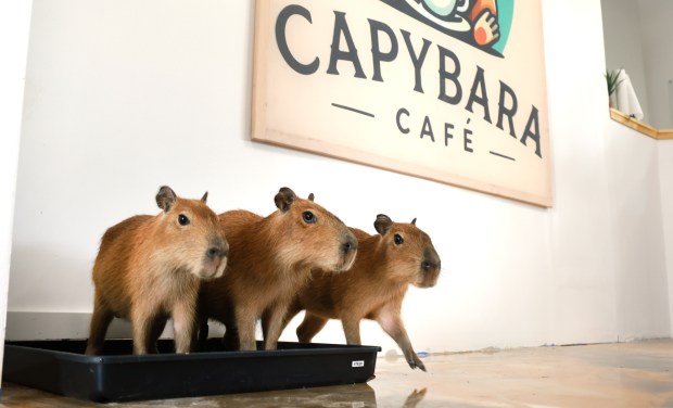 Capybaras roam the Capybara Cafe in Fort Lauderdale as employees are trained on Tuesday, Sept. 15, 2026. (Carline Jean/South Florida Sun Sentinel)