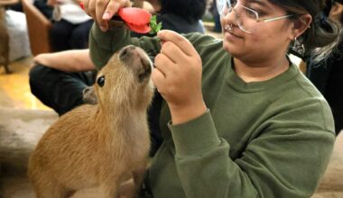 Letters: Capybaras don’t belong in cafes | Botched execution teaches a lesson